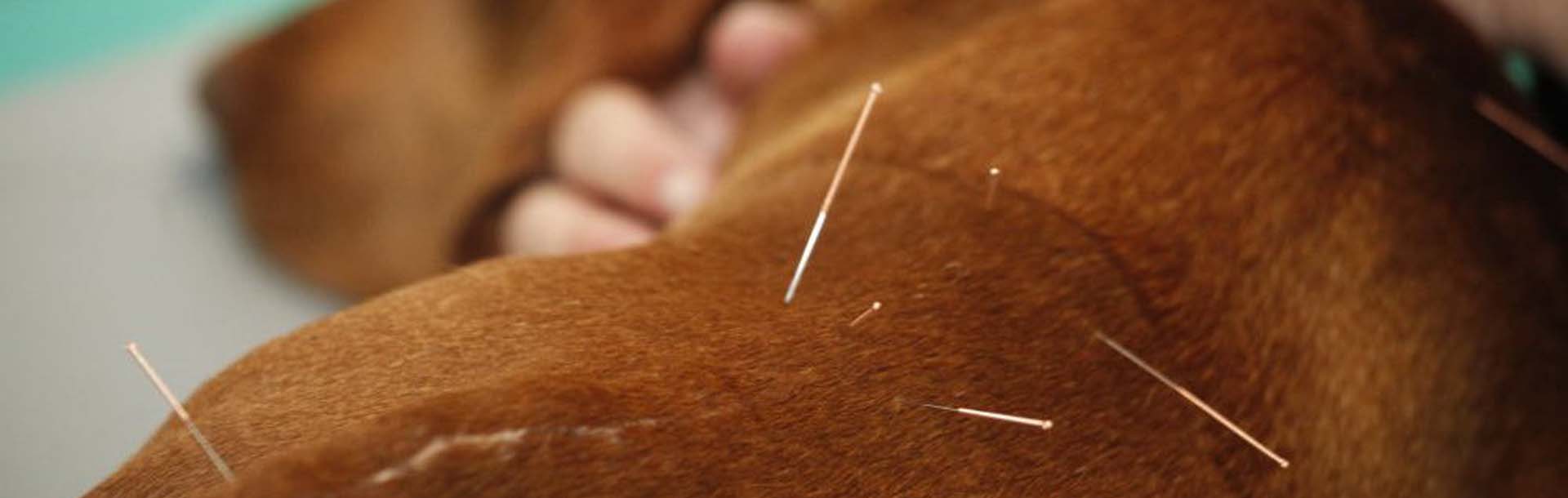 Der Rücken von einem entspannten Hund mit vereinzelten Akupunktur Nadeln am unteren Rücken