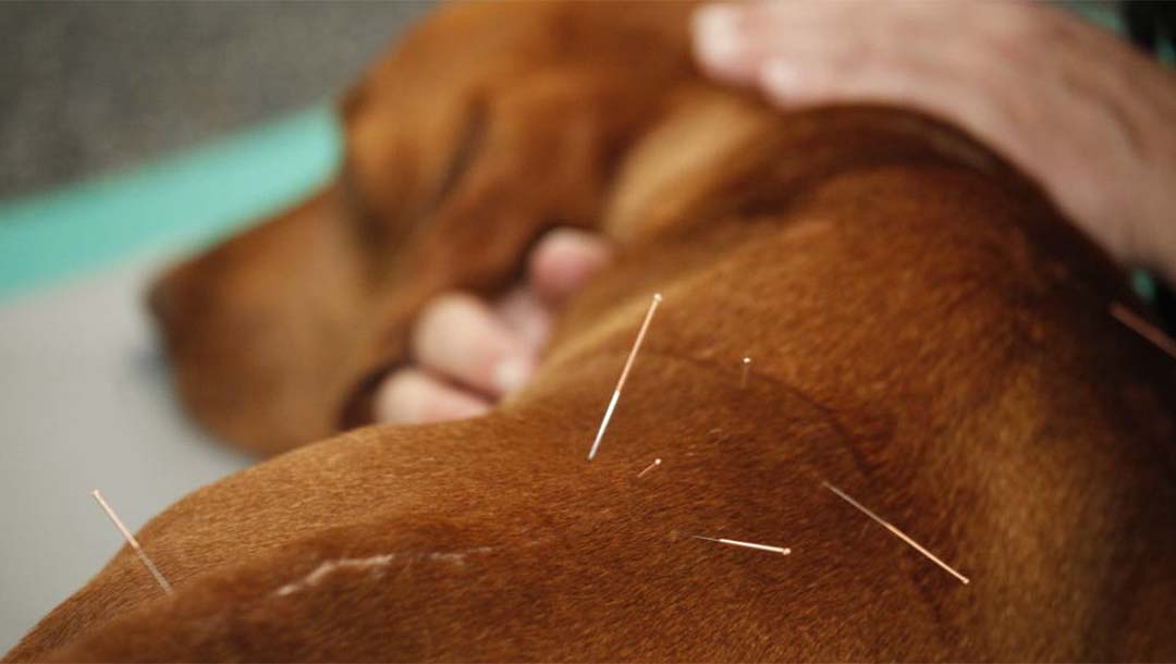 Der Rücken von einem entspannten Hund mit vereinzelten Akupunktur Nadeln am unteren Rücken