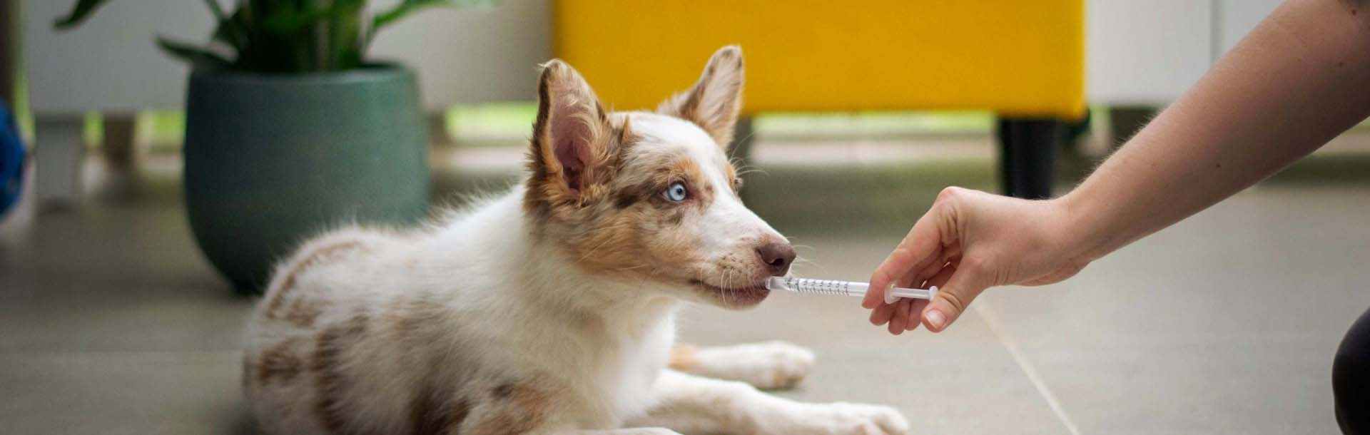 Ein Hund dem gerade etwas meduzin verabreicht wird.