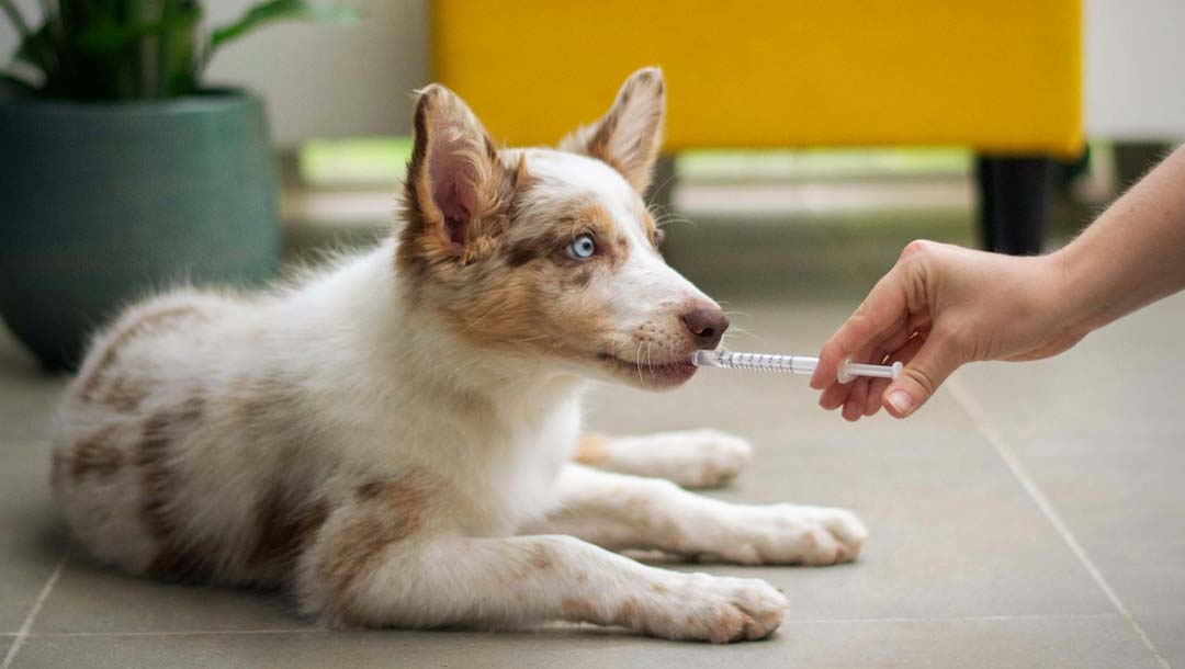 Ein Hund dem gerade etwas meduzin verabreicht wird.