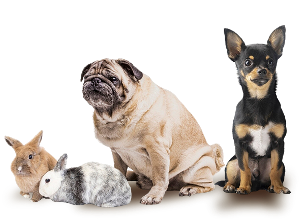 Zwei Kaninchen, ein Mops und ein Zwergpinscher sitzen in einer Reihe auf einem leeren Hintergrund