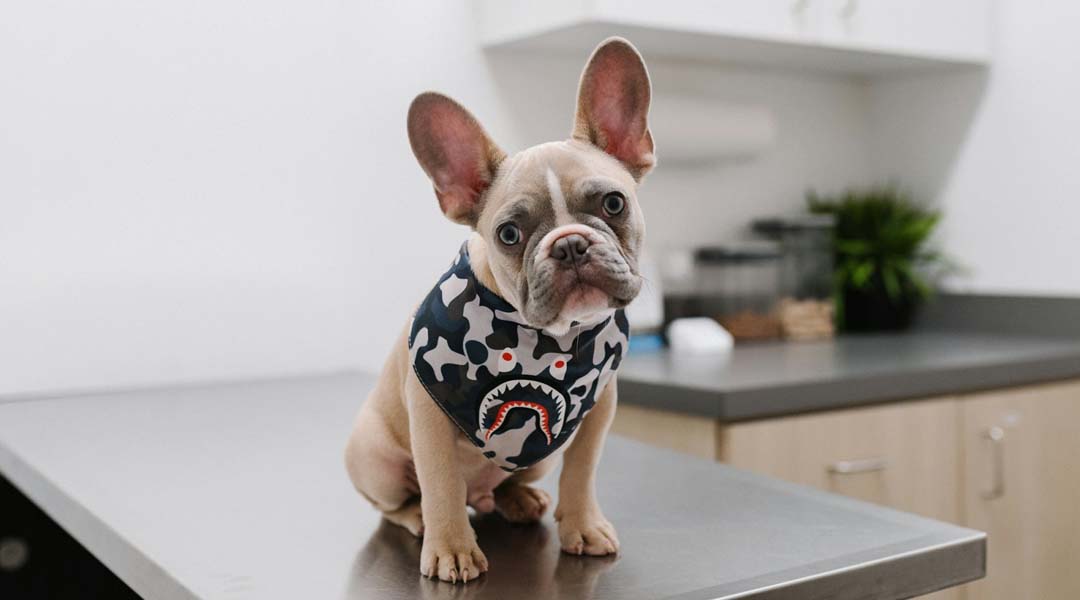 Eine französiche Bulldogge sitzt auf einem Arzttisch und schaut fragend in die Kamera.