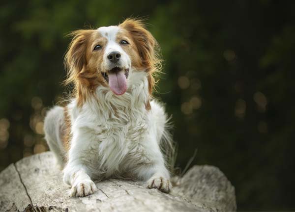 Hund der auf einem Stein liegt und hechelt.