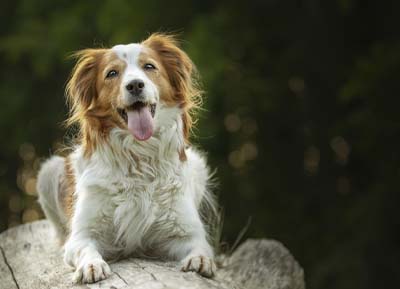 Hund der auf einem Stein liegt und hechelt.