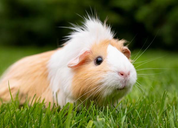 Bild von einem neugierigen Meerschweinchen auf einer saftig grünen wiese.