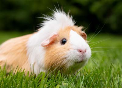 Bild von einem neugierigen Meerschweinchen auf einer saftig grünen wiese.