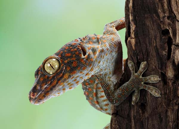 Ein Tokehgecko sitzt an einem Stamm und start den Betrachter mit einem Auge an.