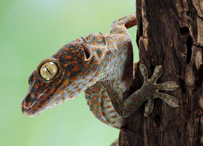 Ein Tokehgecko sitzt an einem Stamm und start den Betrachter mit einem Auge an.
