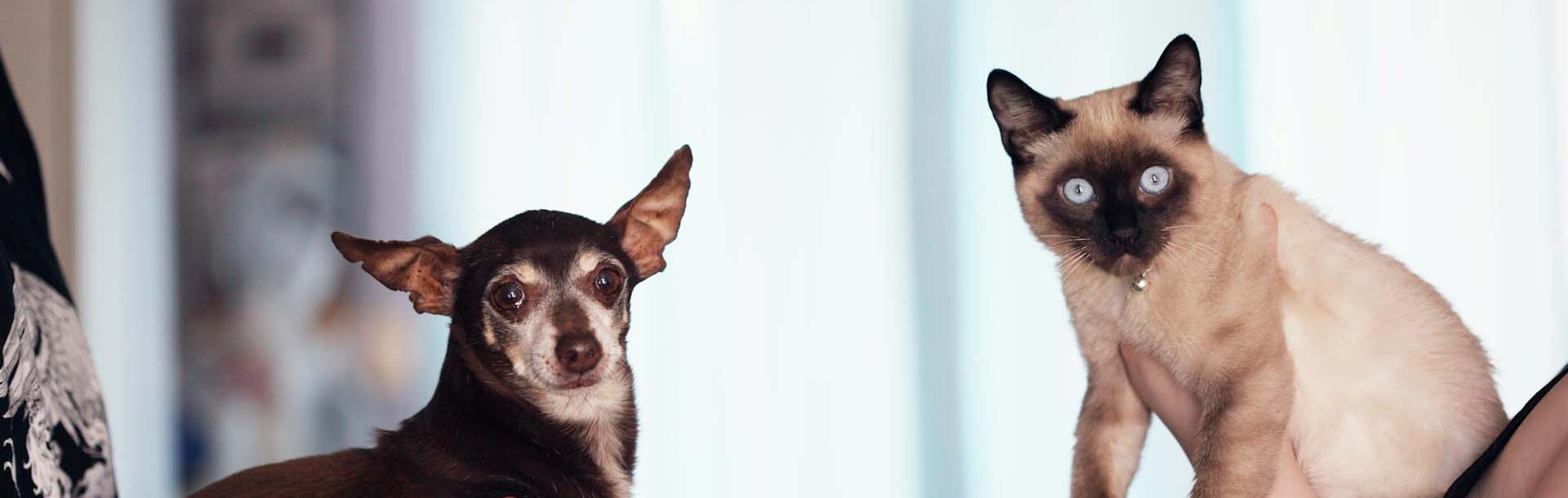 Ein Hund und eine Katze werden von personen außerhalb des Bildes in die Kamera gehalten