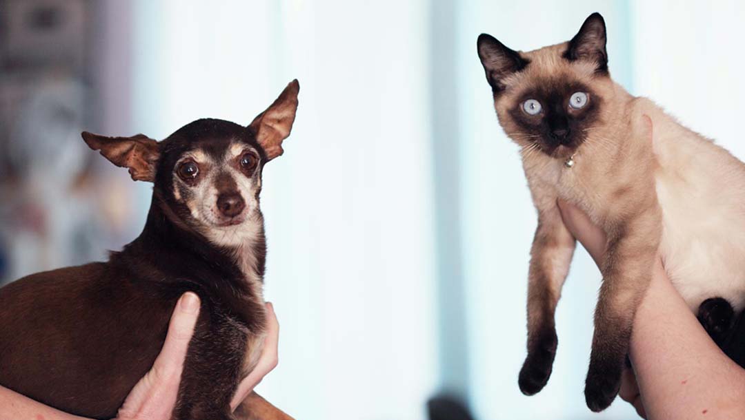 Ein Hund und eine Katze werden von personen außerhalb des Bildes in die Kamera gehalten