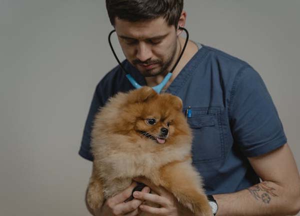 Pomeranian wird von einem Arzt mit einem Stetoskop abgehorscht