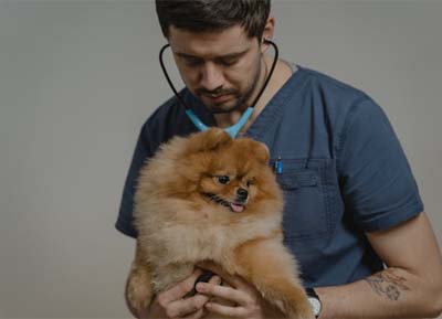 Pomeranian wird von einem Arzt mit einem Stetoskop abgehorscht