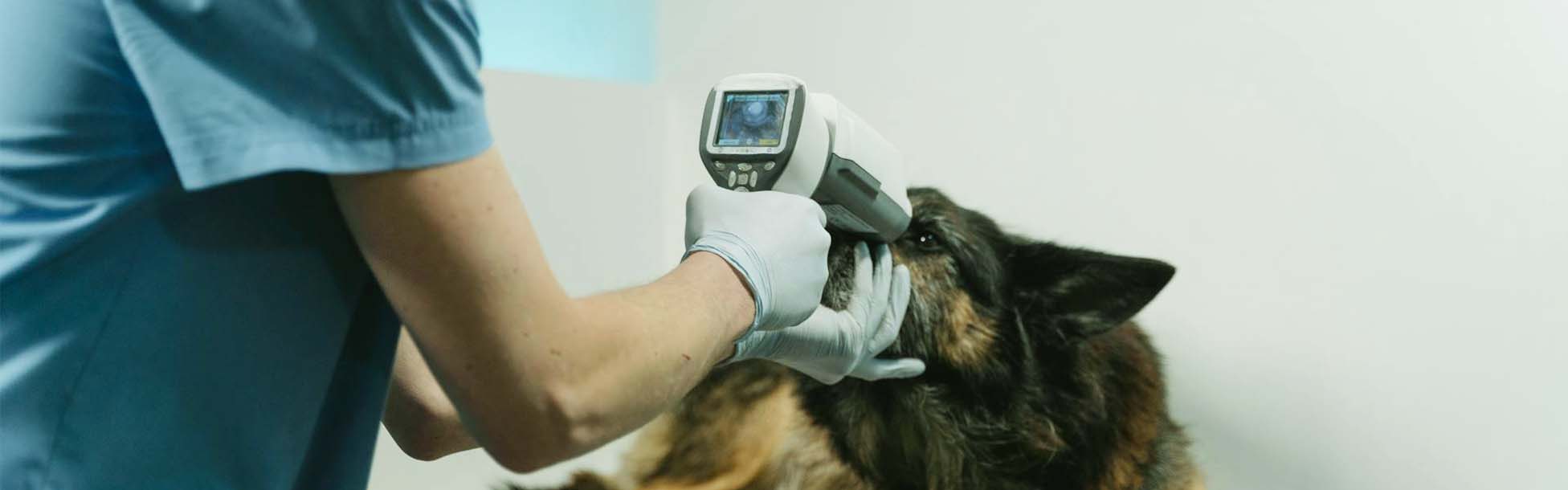 Ein Hund bekommt eine Augenuntersuchung von einem Arzt