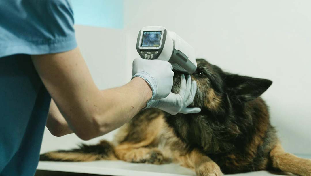 Ein Hund bekommt eine Augenuntersuchung von einem Arzt