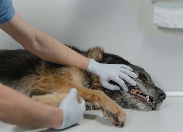 Ein Arzt schaut sich das Gebiss von einem Hund an.