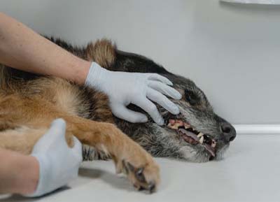 Ein Arzt schaut sich das Gebiss von einem Hund an.