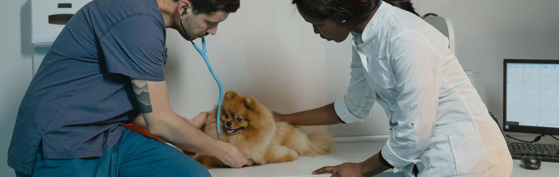 Ein Arzt und eine Schwester untersuchen einen kuscheligen Pomeranian mit einem Stetoskop.