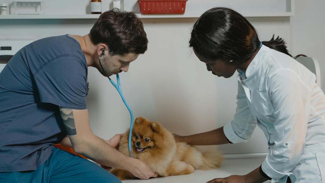 Ein Arzt und eine Schwester untersuchen einen kuscheligen Pomeranian mit einem Stetoskop.
