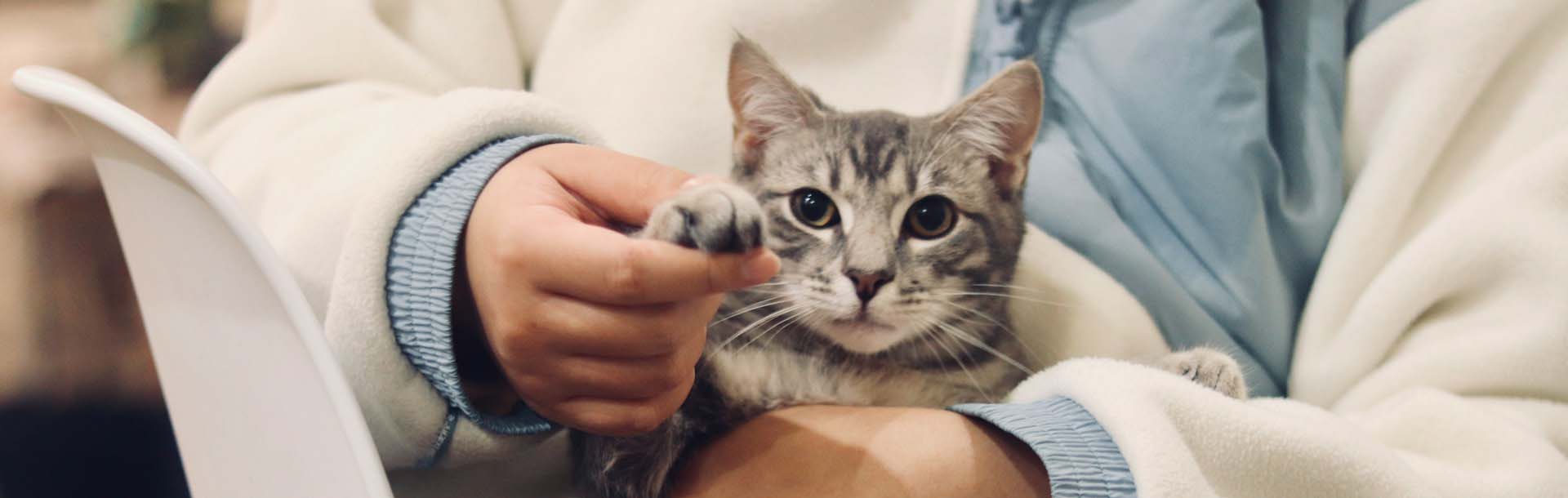 Eine Katze die von einem Arzt gehalten wird. Der Arzt hebt die Pfote an so das es aussieht als ob sie winkt.
