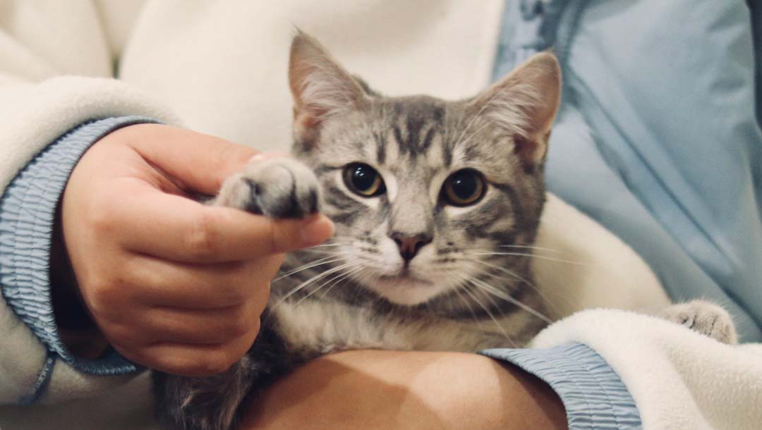 Eine Katze die von einem Arzt gehalten wird. Der Arzt hebt die Pfote an so das es aussieht als ob sie winkt.